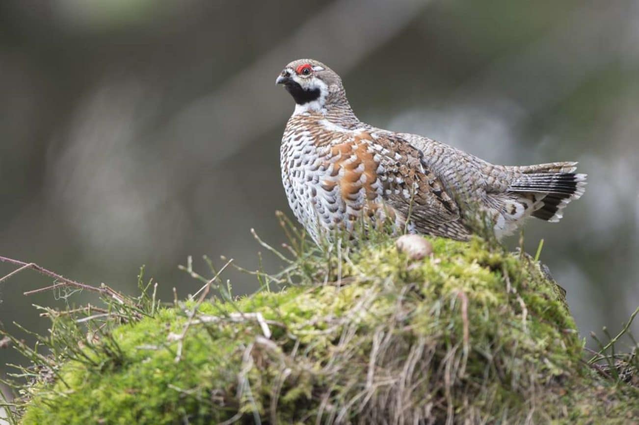 gallo cedrone