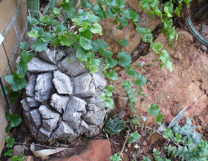 Elephant's Foot Yam