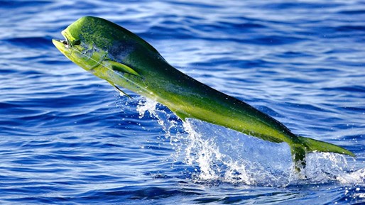 Mahi-mahi uit het water