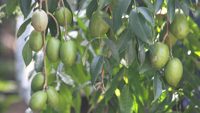 Kythira plum Spondias dulcis