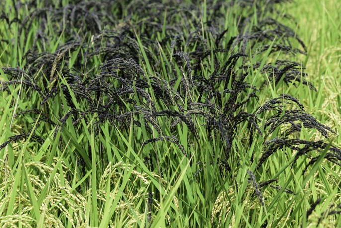 Black rice paddy