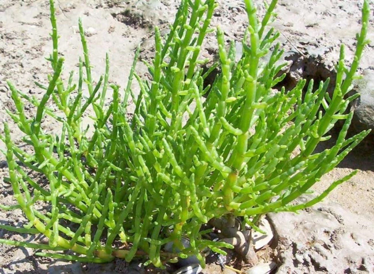 Samphire salicornia ยูโรเปีย