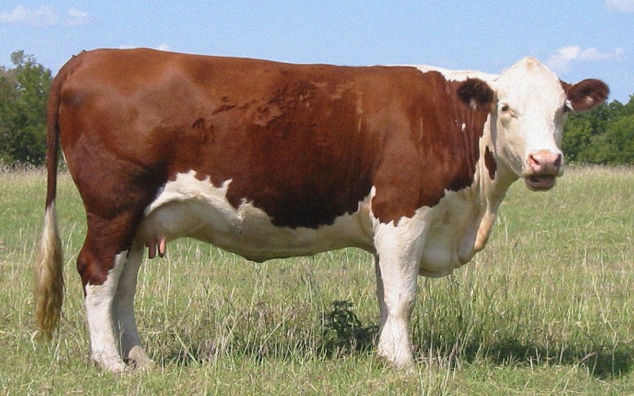 mucca Hereford