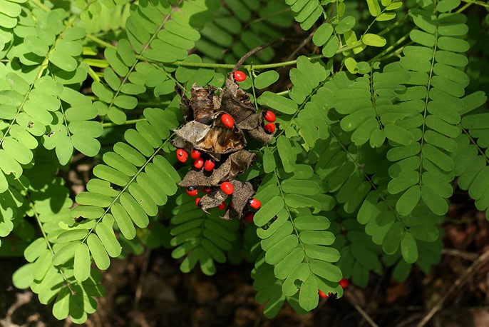 Abrus precatorius shrub