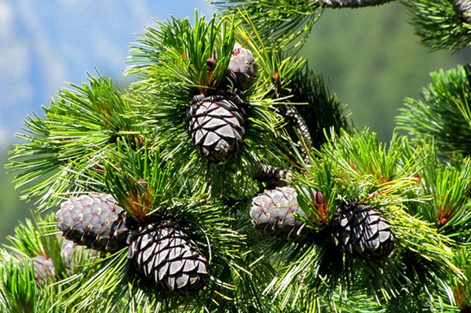 아롤레, Pinus cembra