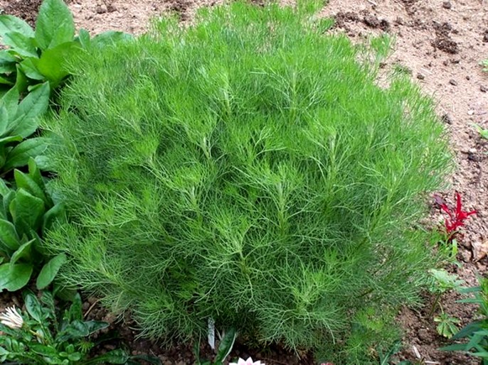 Aurone, Artemisia abrotanum L.