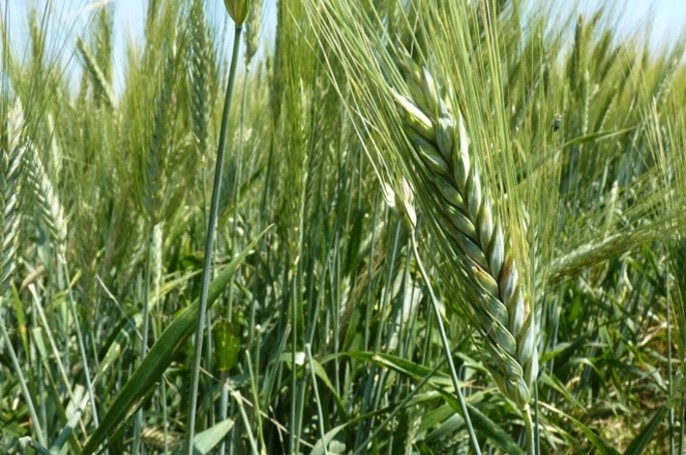 Durum wheat field