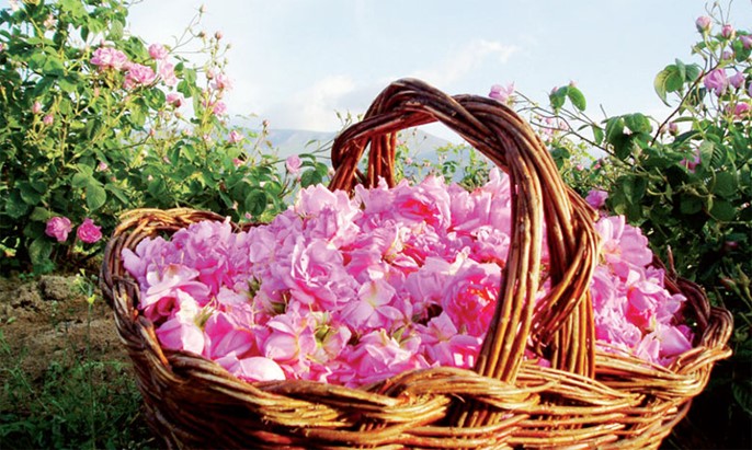 Felder und Korb mit Rosen von M'gouna im Dades-Tal in Marokko