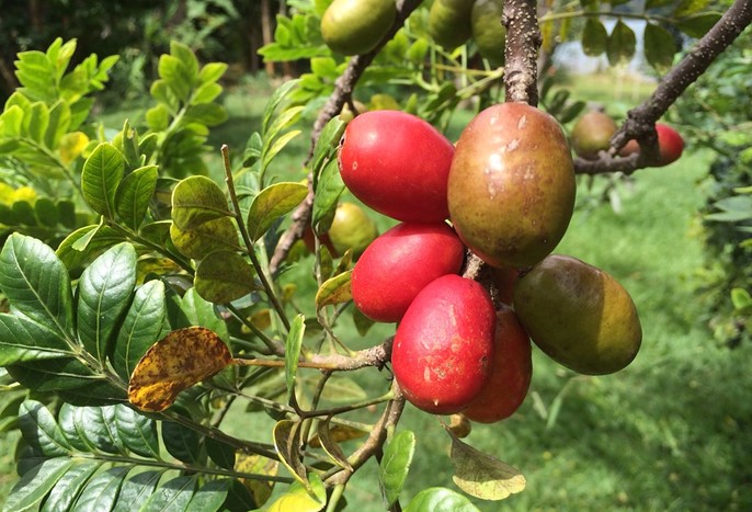 Labu Spondias purpurea