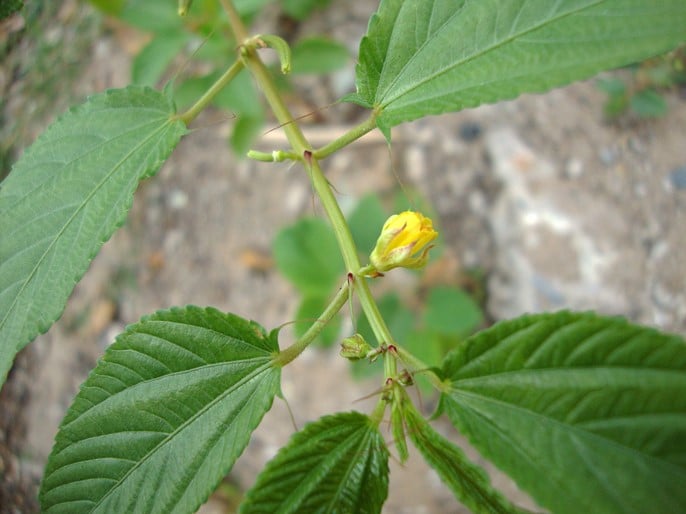 Corete, Corchorus olitorius L.