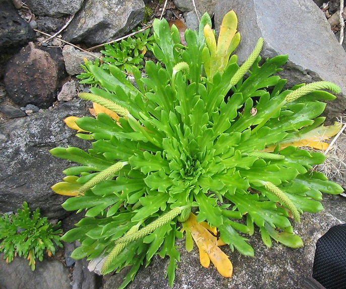 hertenhoorn, plantago coronopus