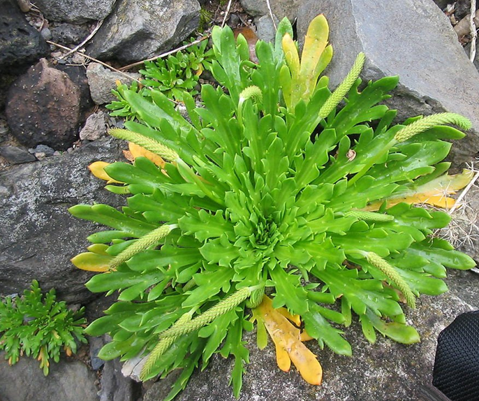 Corno di cervo, plantago coronopus