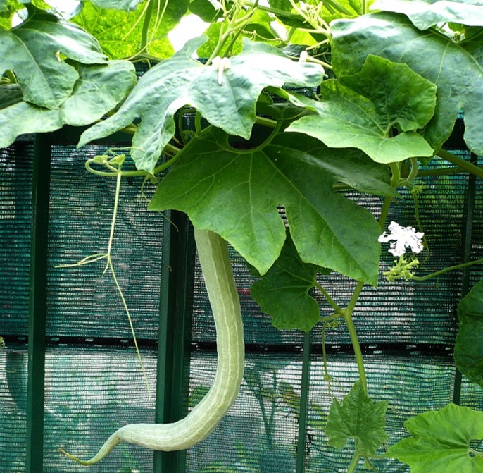 Zucca serpente, Trichosanthes cucumerina