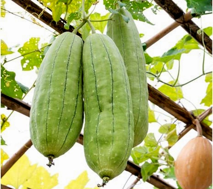 Courges éponge, Luffa aegyptiaca