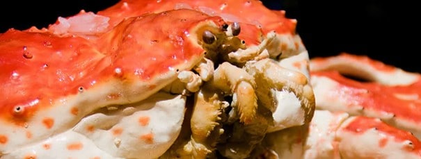 Crabe chatka
