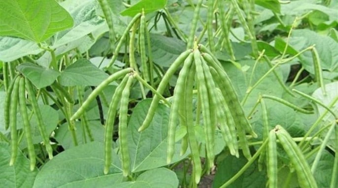 Cowpea, Vigna unguiculata subsp. cylindrisk