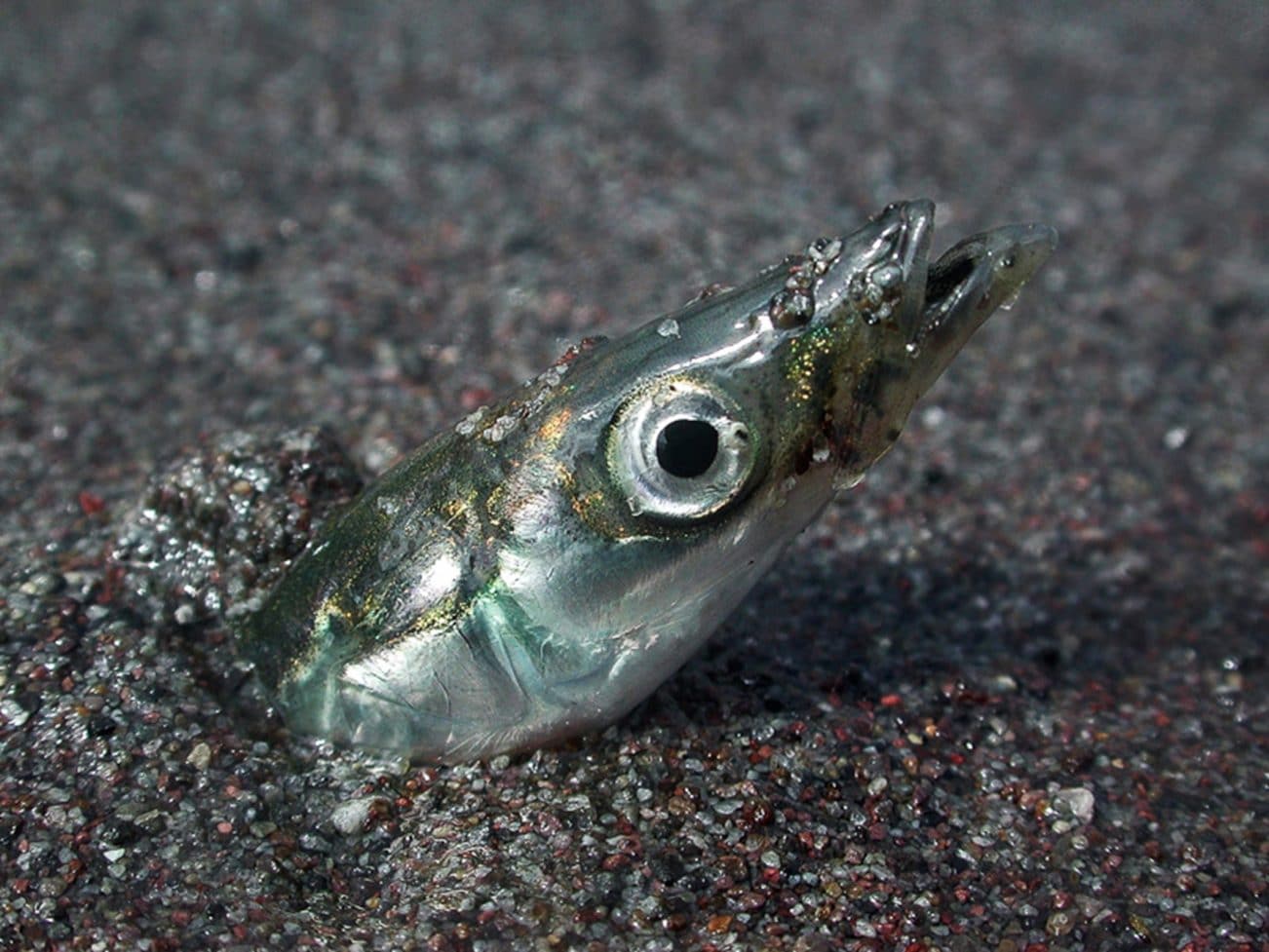 Équille enfouie dans le sable