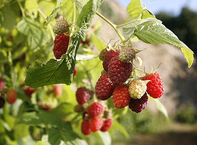 Raspberry, rubus idaeus