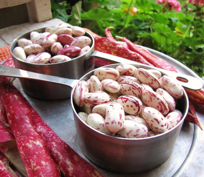 fasole Borlotti