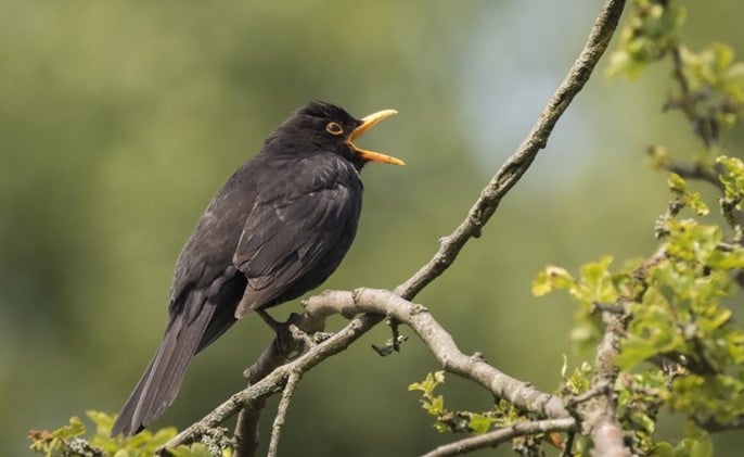 Burung hitam