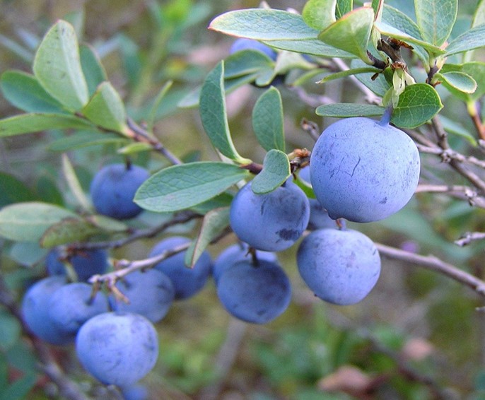 Bog bilberries, Vaccinium uliginosum