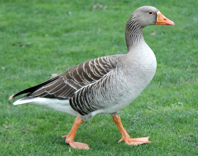 Alsace goose