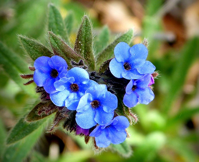 Orcanette dos tintureiros, tinctoria Alkanna