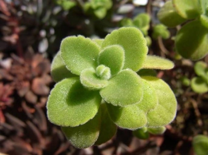 الزعتر الكوبي ، Plectranthus amboinicus