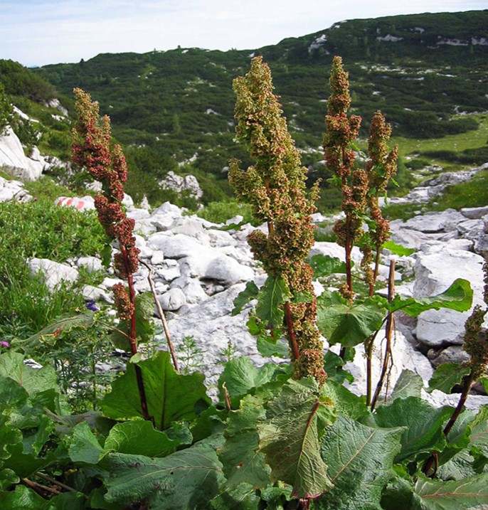 Дикое терпение, Rumex obtusifolius