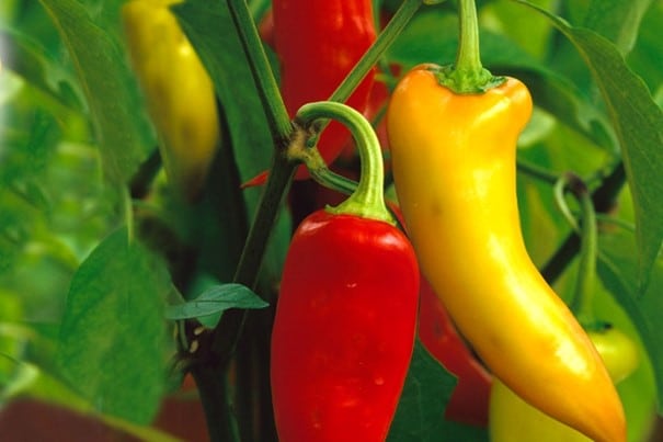 Bananenpeper Capsicum annuum cv Hongaarse Was