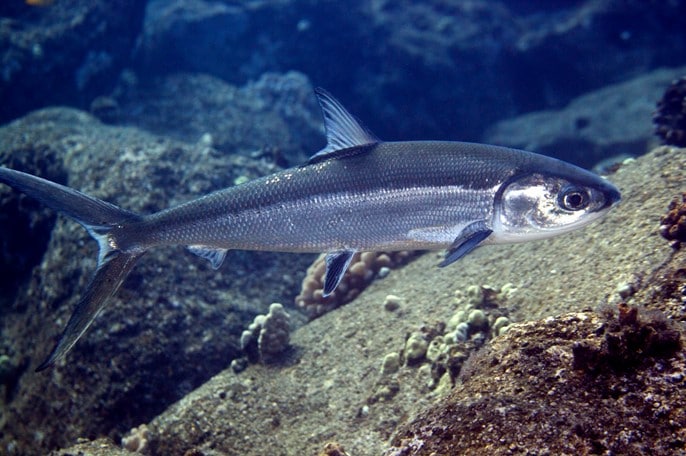 ikan bandeng