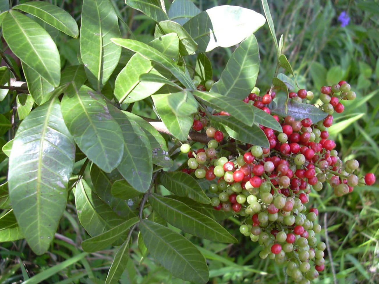 Poivre du Brésil, Schinus terebinthifolius