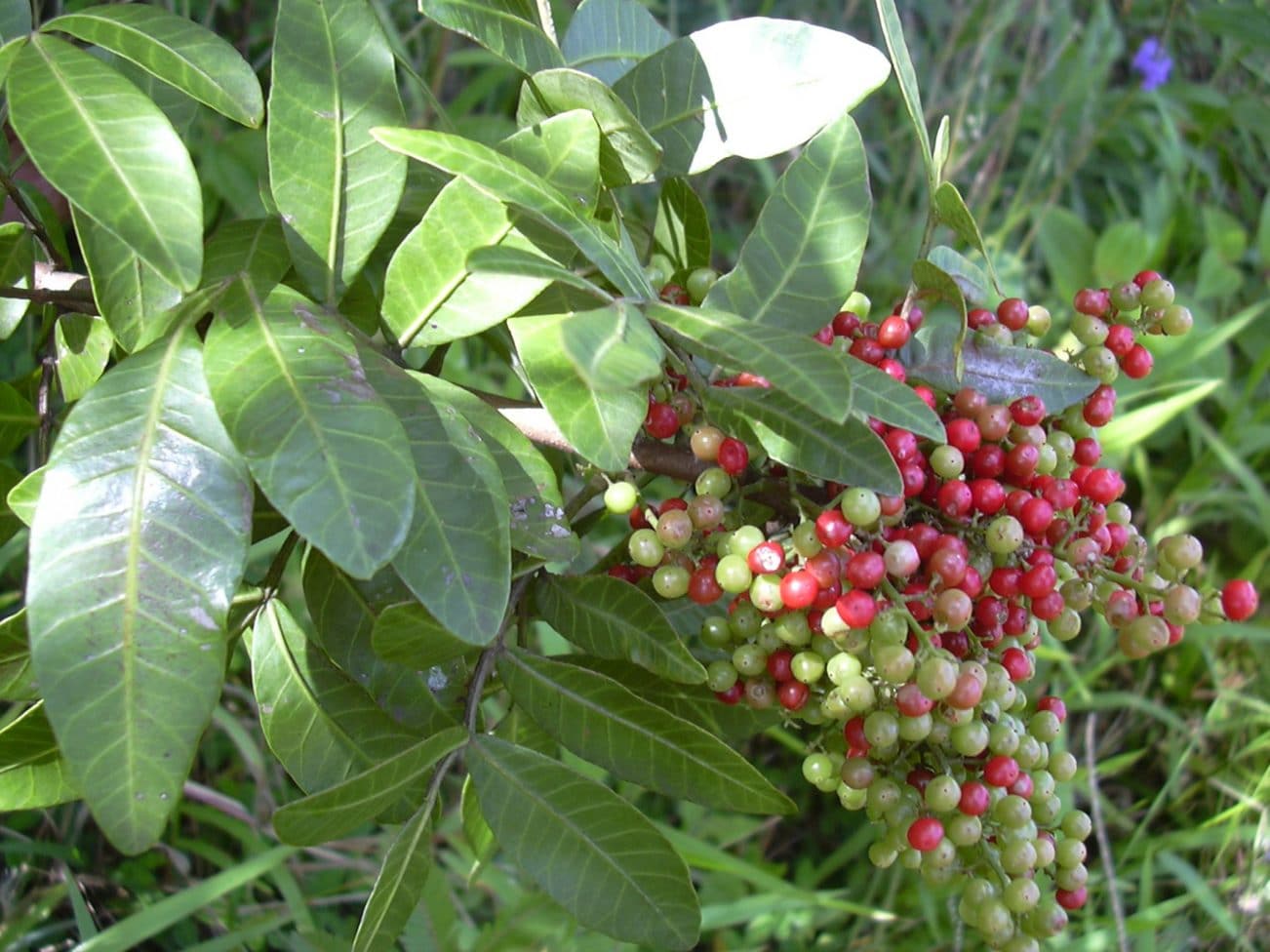 Poivre du Brésil, Schinus terebinthifolius