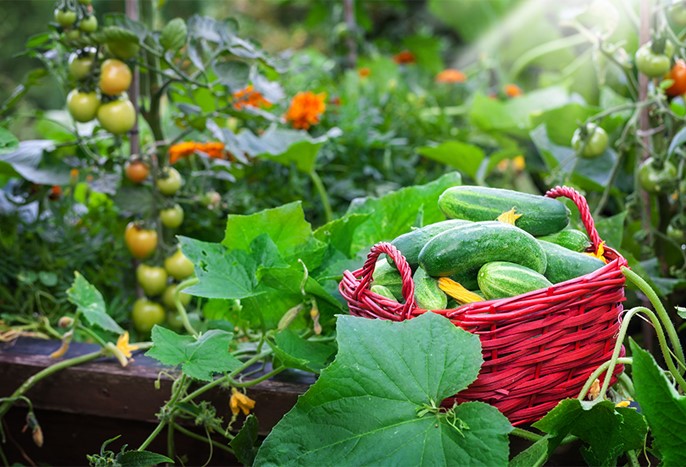 Vegetable garden