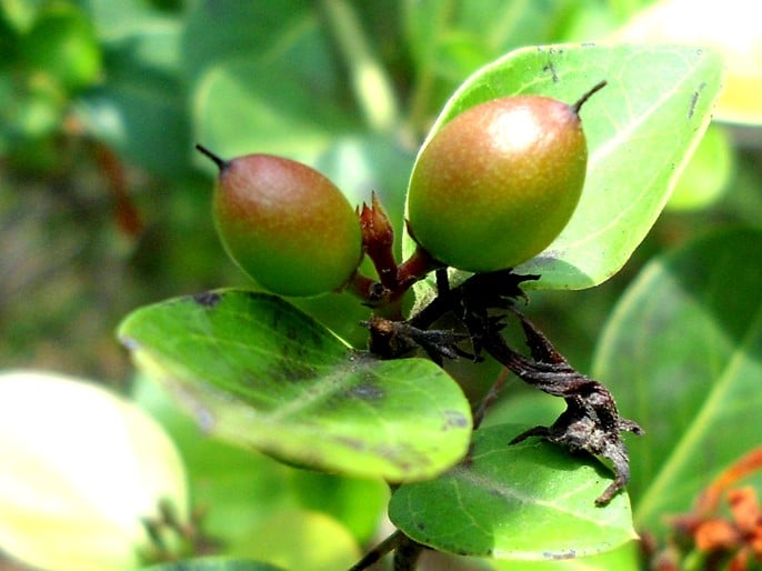 Terminalia ferdinandiana kakadu plum