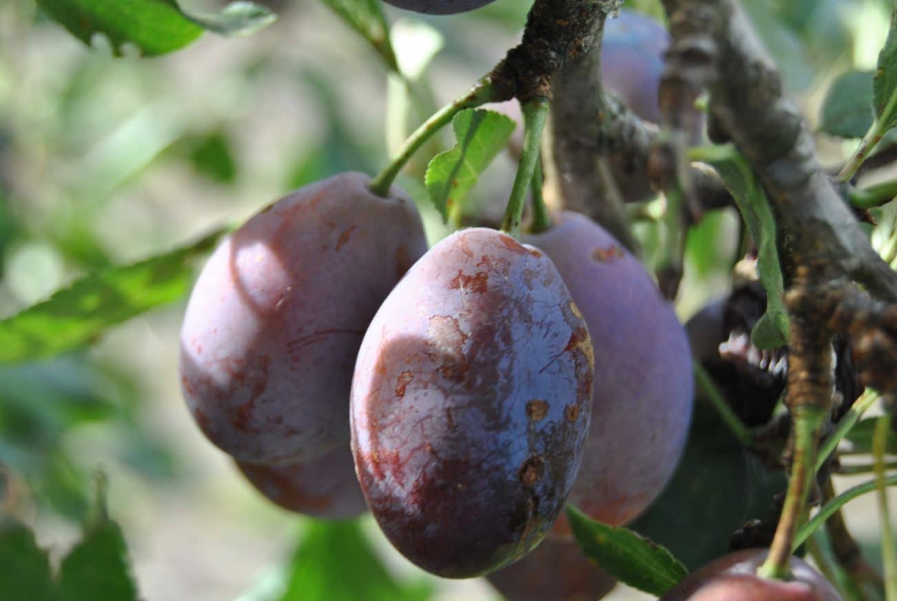 Mga plum