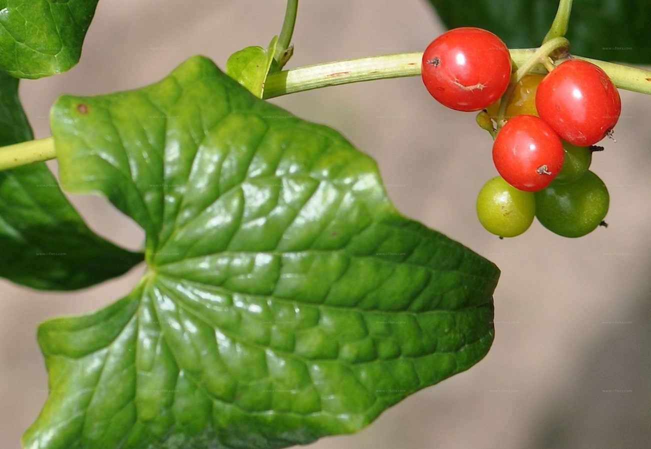 Responsif, Dioscorea communis