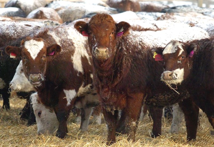 Herd of oxen