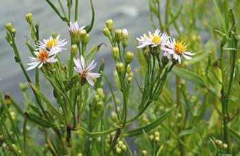 Aster maritime, Aster tripolium