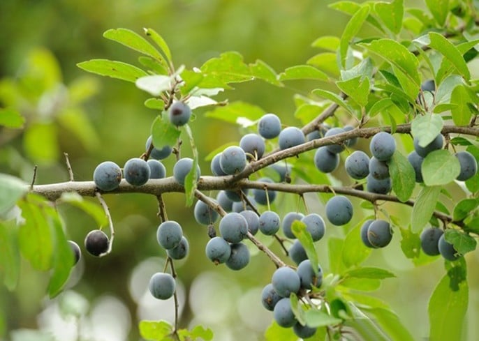 Bélosse, Prunus spinosa