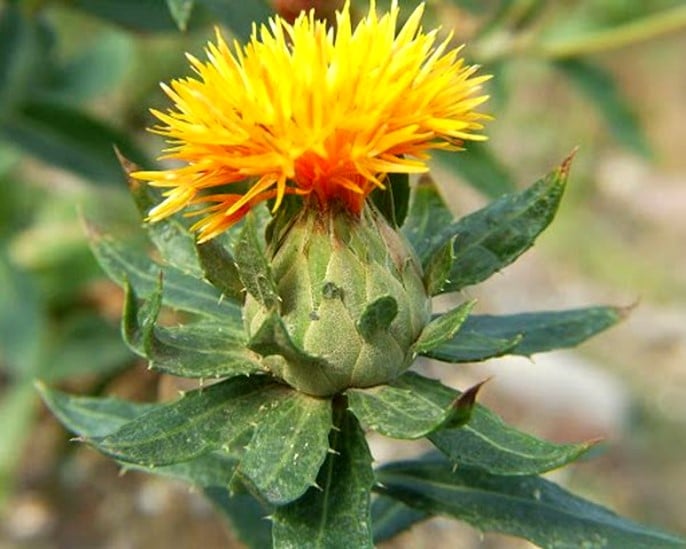 Safflower, Cartamus