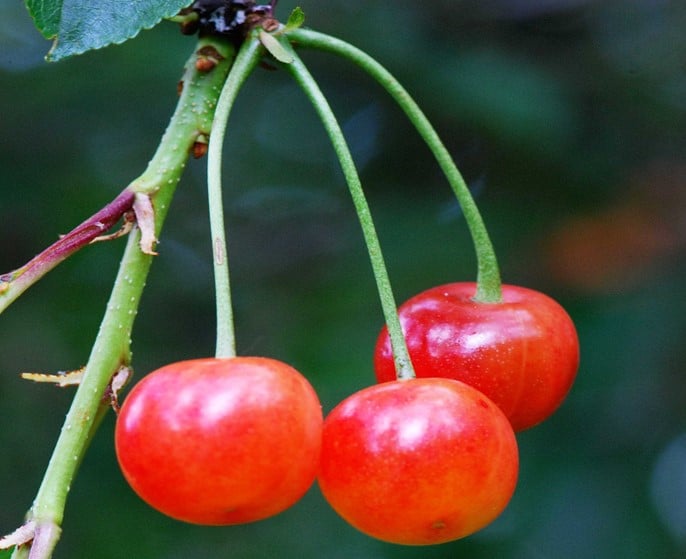 Cerejas Montmorency