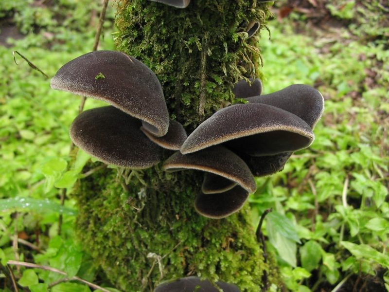 Champignon noir, hirneola polytricha