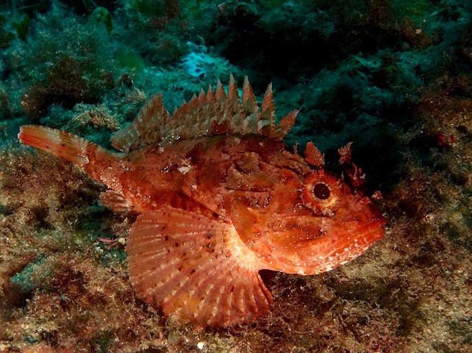 Capón, Scorpaena scrofa