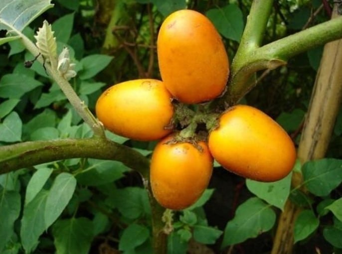 Dừa cạn, Solanum sessiliflorum