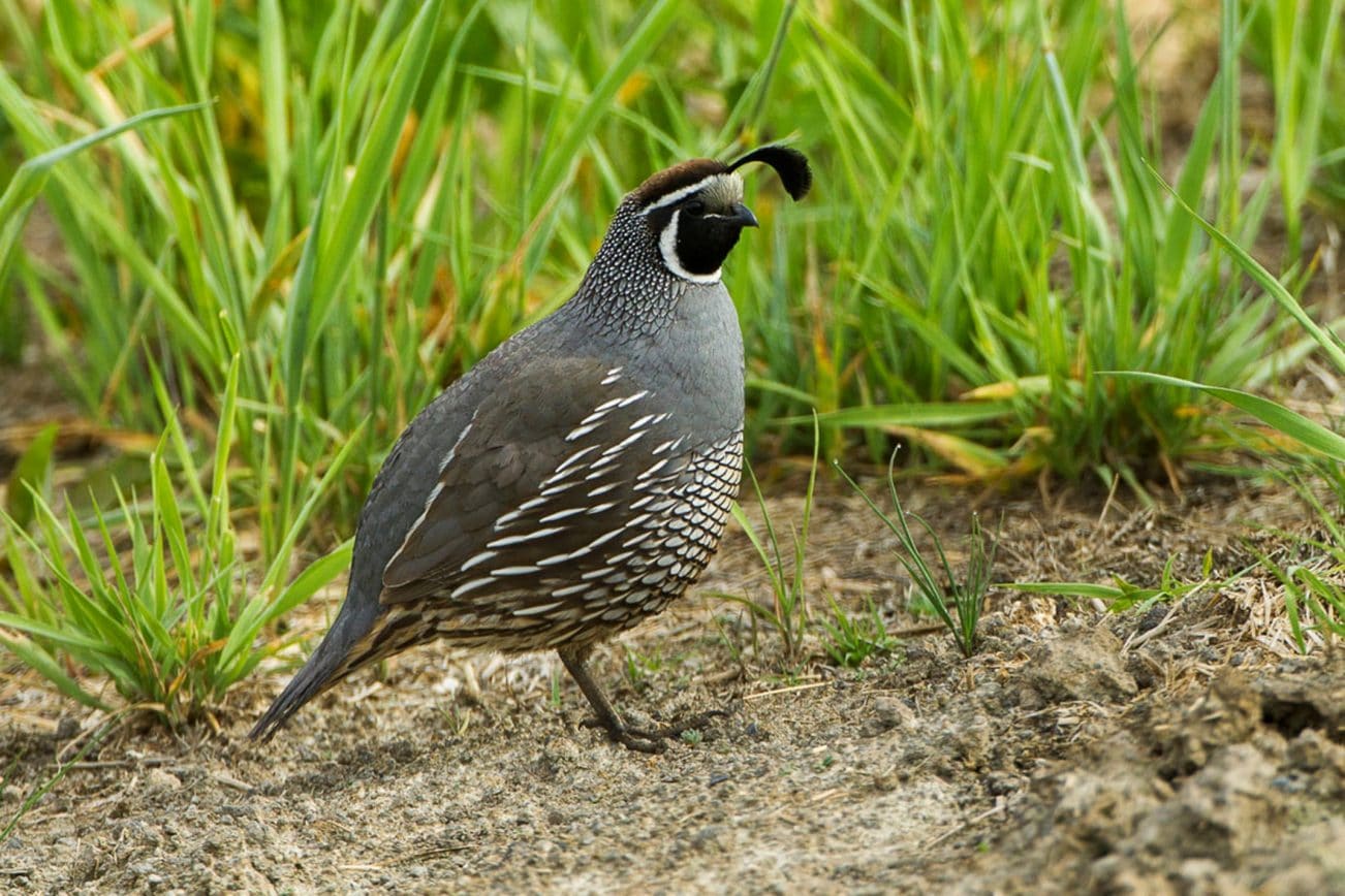 Quaglia Bobwhite