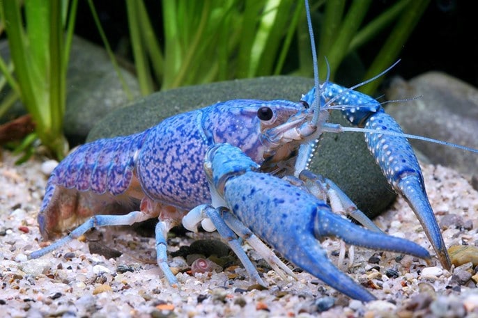 Écrevisse bleue, procambarus alleni