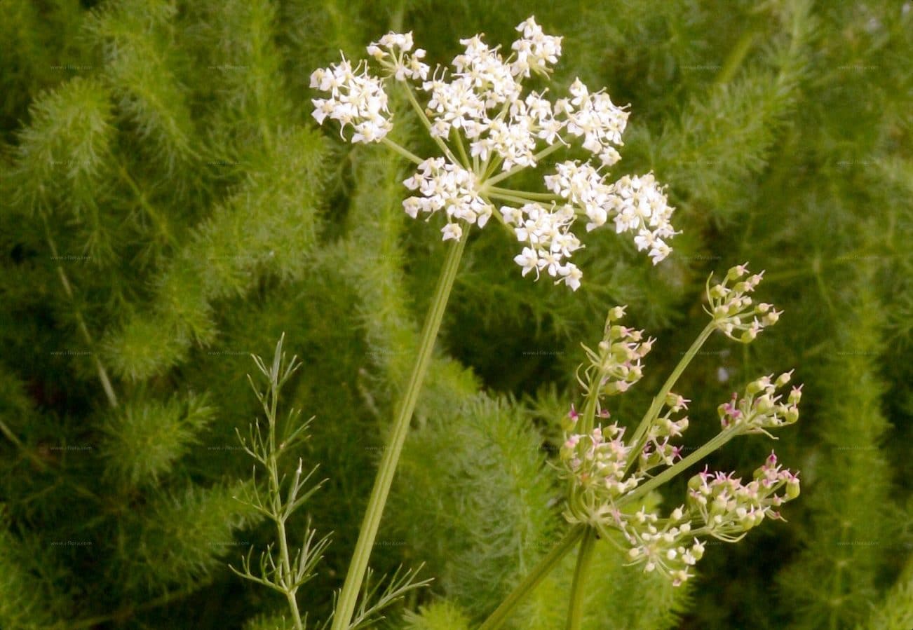 Adas Alpen, Meum athamanticum