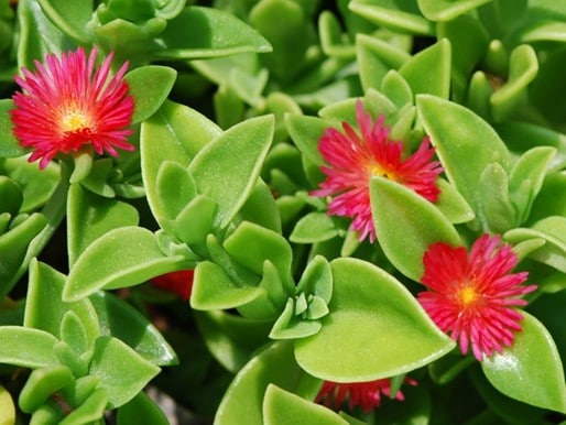 Ficoïde à feuilles en cœur, Aptenia cordifolia