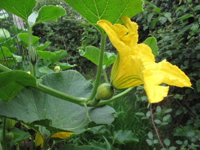 Pumpkin flower